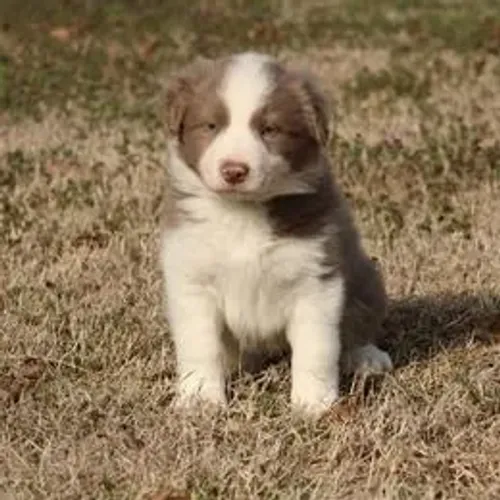 Border Collie,Border Collie Filhote Disponível Alta Qualidade
