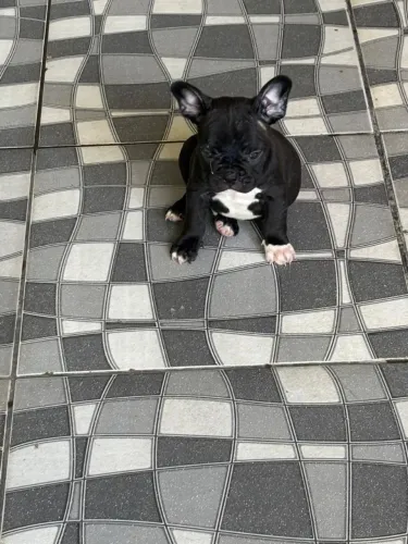 Bulldog francês macho