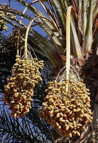 Mudas de tâmara 