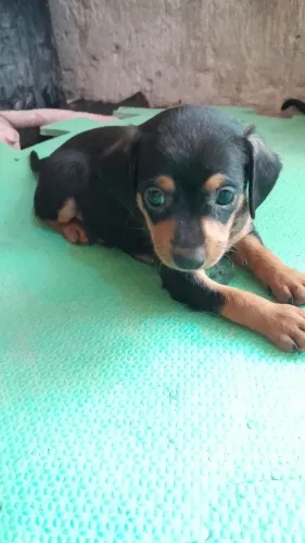 Vendo pinscher filhote
