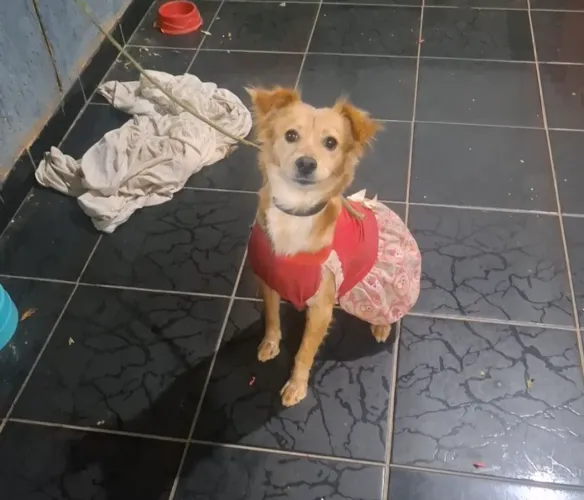 Doação cachorro fêmea 