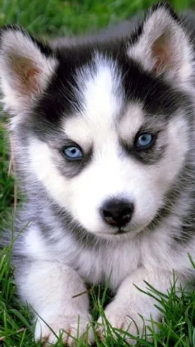 HUSKY SIBERIANO COM PEDIGREE E MICROCHIP