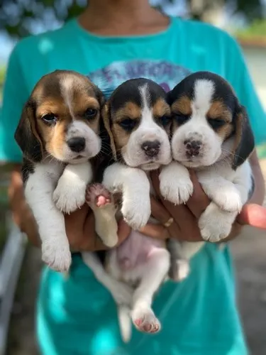 BEAGLE EM ATÉ 12X