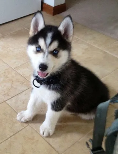 HUSKY SIBERIANO COM PEDIGREE