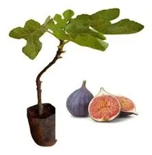 Mudas de figo de valinho produz em vaso