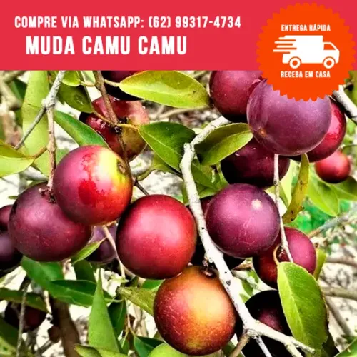 Muda de Camu Camu