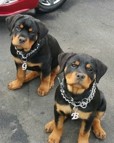 Filhotes de Rottweiler puros e no estilo