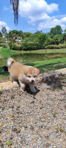 Akita fêmeas