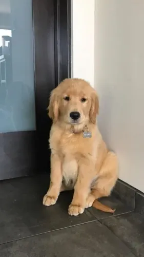 Filhote Golden Retriever um elo com o paraíso