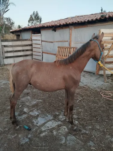 Potro de documento a venda