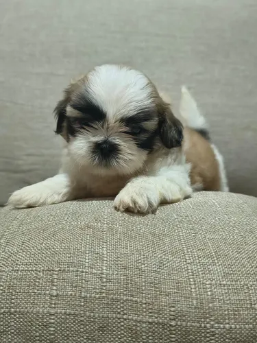 Vendo filhote de Shitzu 