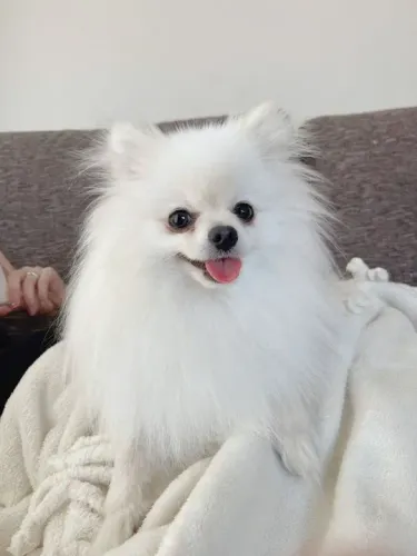 Spitz Alemão Filhotes Fofos na Cor Branco