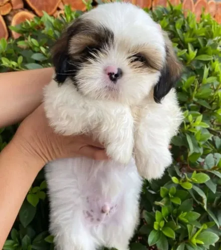 Filhotes de Shih Tzu | Amigo perfeito para qualquer brincadeira.