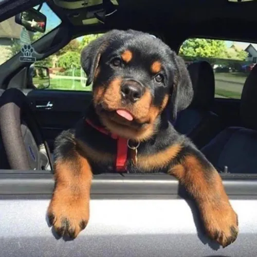 Filhote Rottweiler - Carinhoso e Brincalhão encanta a todos no trânsito 