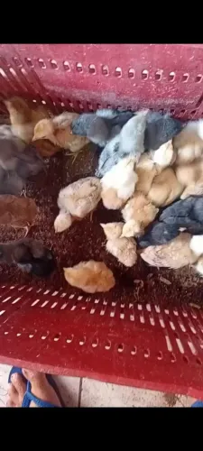 Pimtinhos Caipirão pesadão, pescoço pelado, tricolor ,cendre