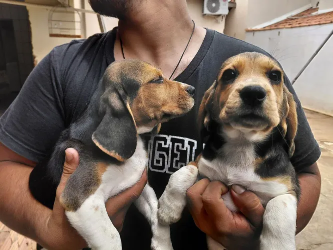 Beagle femeas 