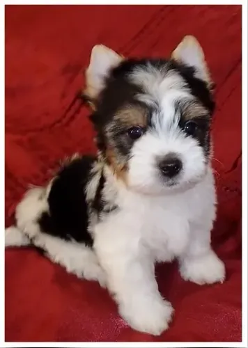 Filhotes de Biewer Yorkshire Terrier para quem tem bom gosto!