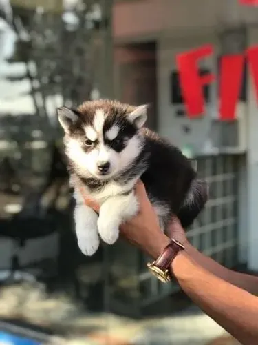 Husky Siberiano  55 dias macho com vacina pedigree e garantias de saúde em contrato
