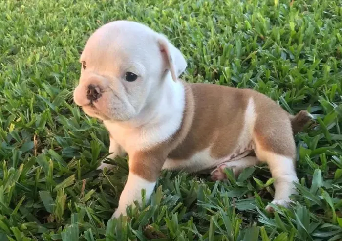 Bulldog Ingles Bolinhas de Pelo Cheias de Amor