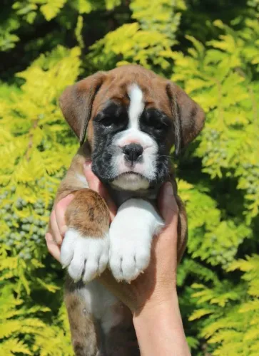 Filhotes de boxer , se vc puder 