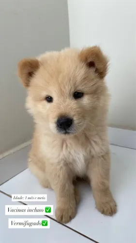 Filhote de Chow Chow - Macho
