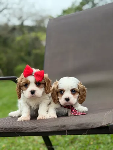 Cavalier king de ótima procedência