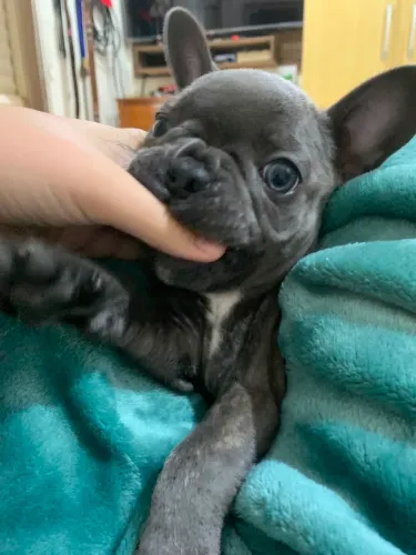 Buldogue Francês