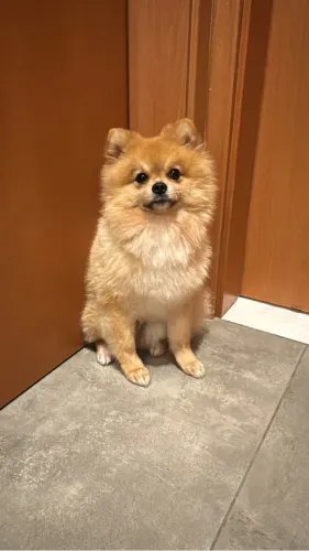 vendo lulu da pomerania 