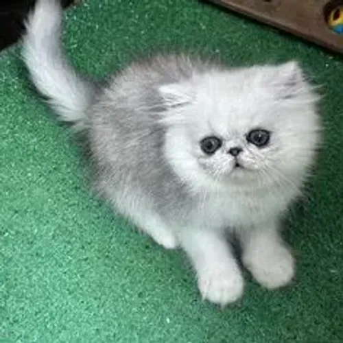 Persa Carinha Linda