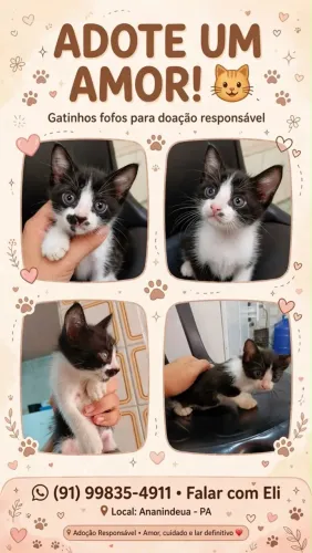 Doação de gatos