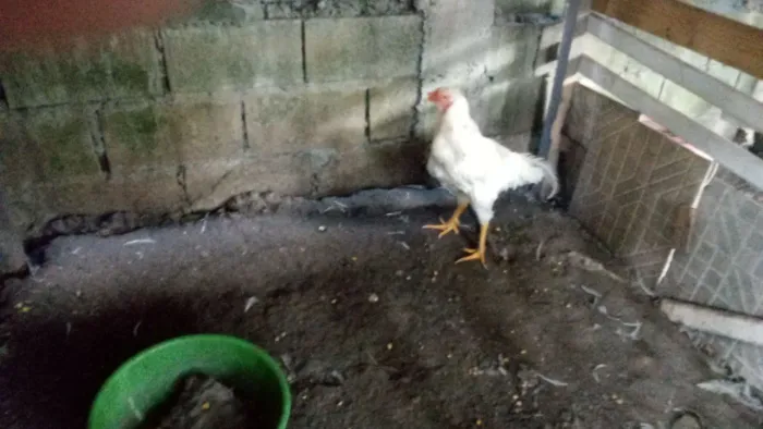 Animais de estimação