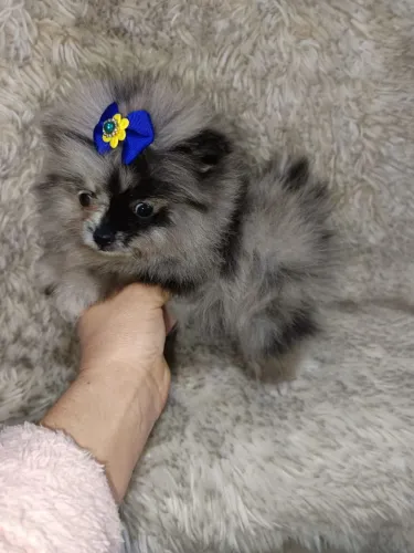 Lulu