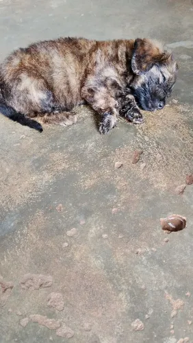cachorro lindo pra doação pra um responsável