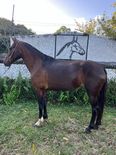 ÉGUA CASTANHA LINDA DE MARCHA PICADA