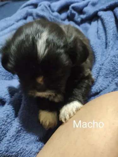 Filhotes de shitzu