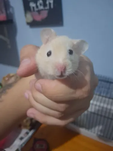 Hamster