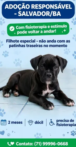 Adoção responsável