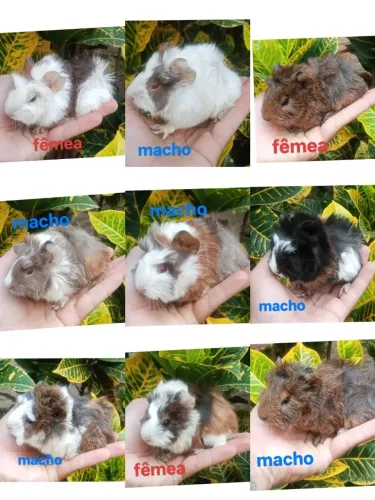 Porquinho da índia