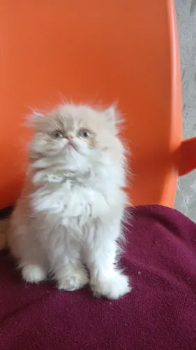 Últimos gatinhos Persas machos