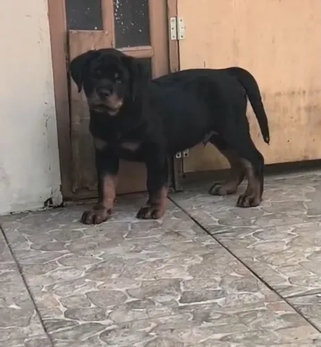 Macho com 90 dias pedigree cbkc pronto excelente padrão linhagem acima da média 