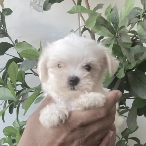 Maltes mini machinho