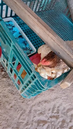 Vendo casal de frangos de raça pura c 9 pintinho