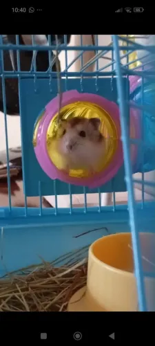 Hamster com Gaiola ?