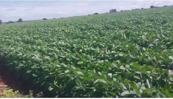 Fazenda a venda, em São João da Aliança - Goiás!!!