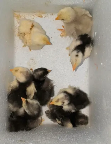 Pintinhos boa raça Mini cochin