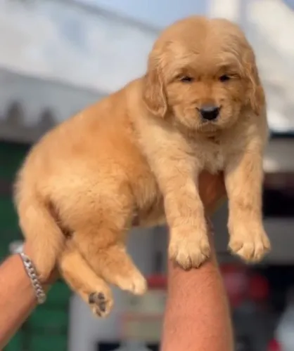Filhotes de Golden Retriever | Amor em versão peluda