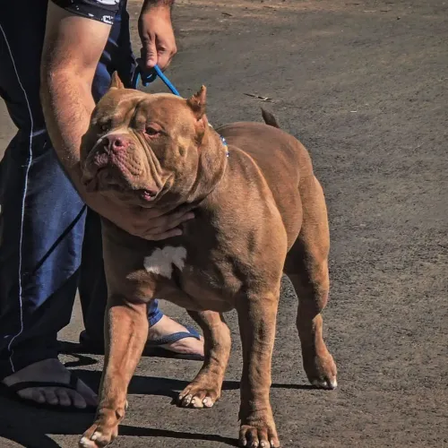 Pit monster 