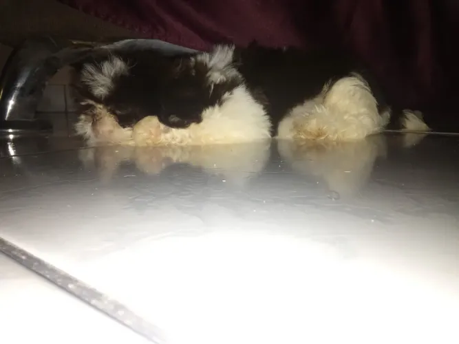 Shih tzu