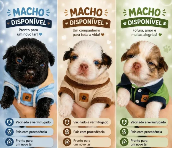 Shih tzus machos disponíveis 