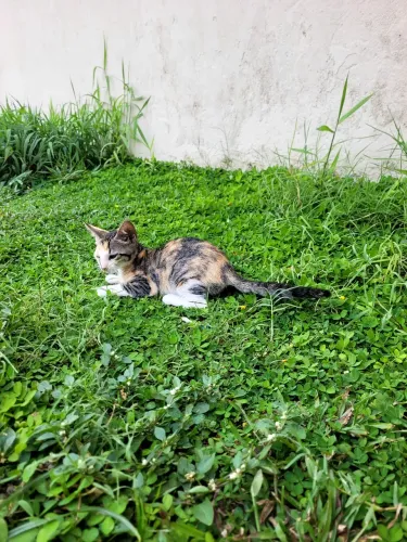 Doação de gatos